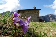 27 Soldanelle al Roccolo del Tino (1870 m)